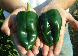 Poblano_peppers_in_S._Deerfield_-_550-1