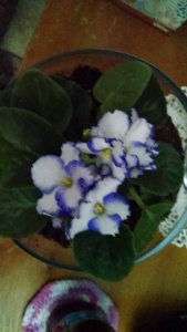Guinevere, the African violet